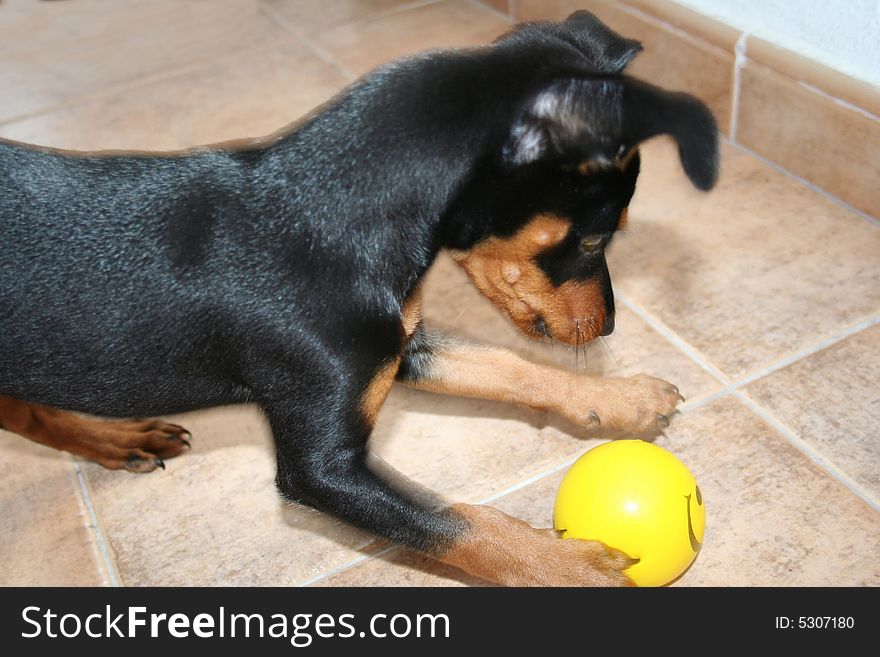 Puppy playing with a yellow rubber  ball