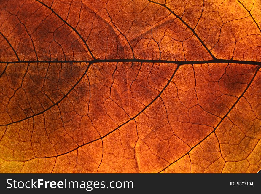 Close up photo of an autumn leaf with backlight