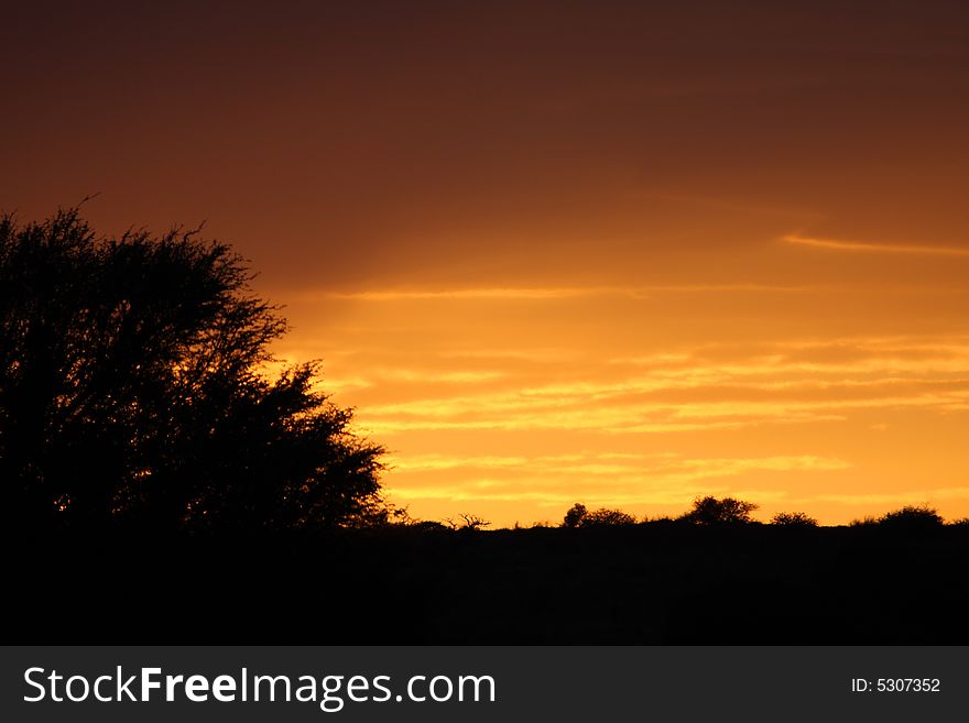 Orange sunset over kalahari desert with tree