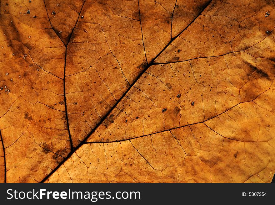 Close up photo of an autumn leaf with backlight
