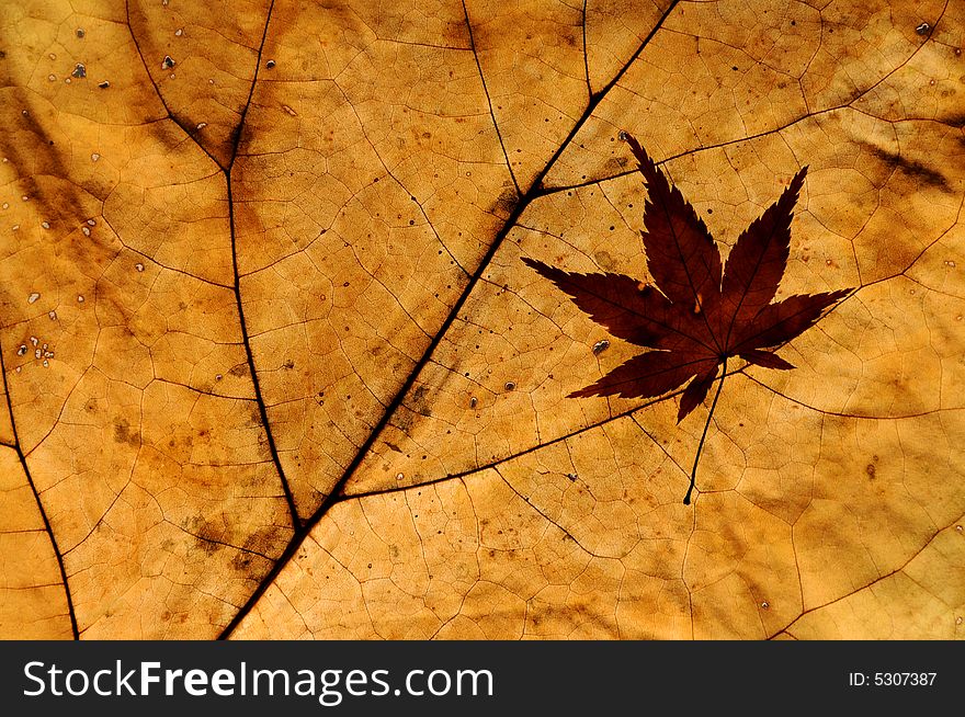 Close up photo of autumn leaves with backlight