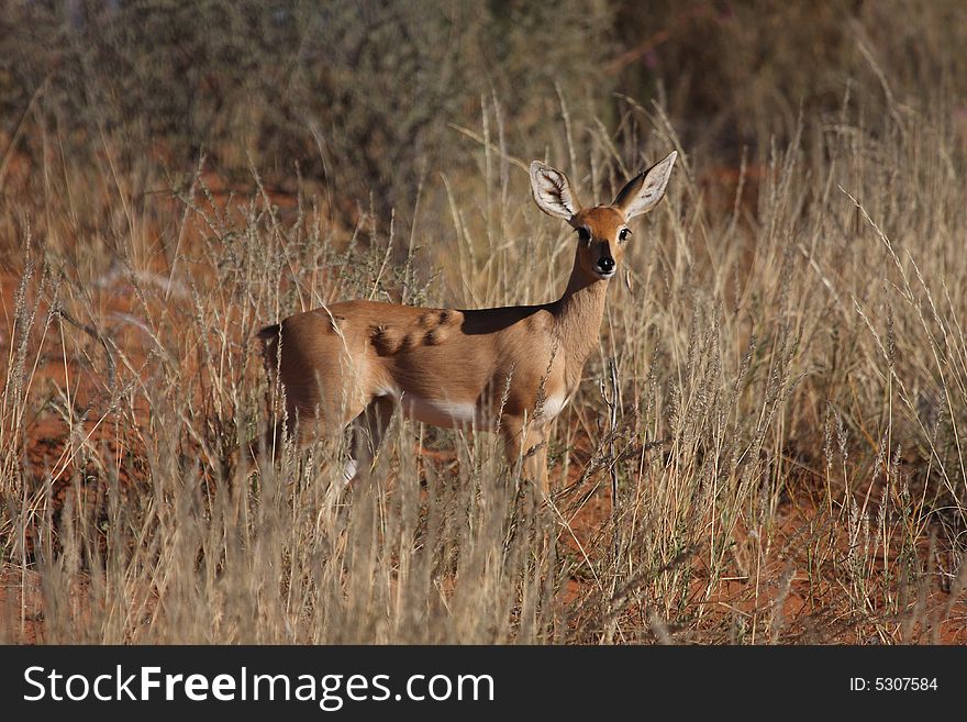 Steenbok with lumps growing on side looking like cancer. Steenbok with lumps growing on side looking like cancer