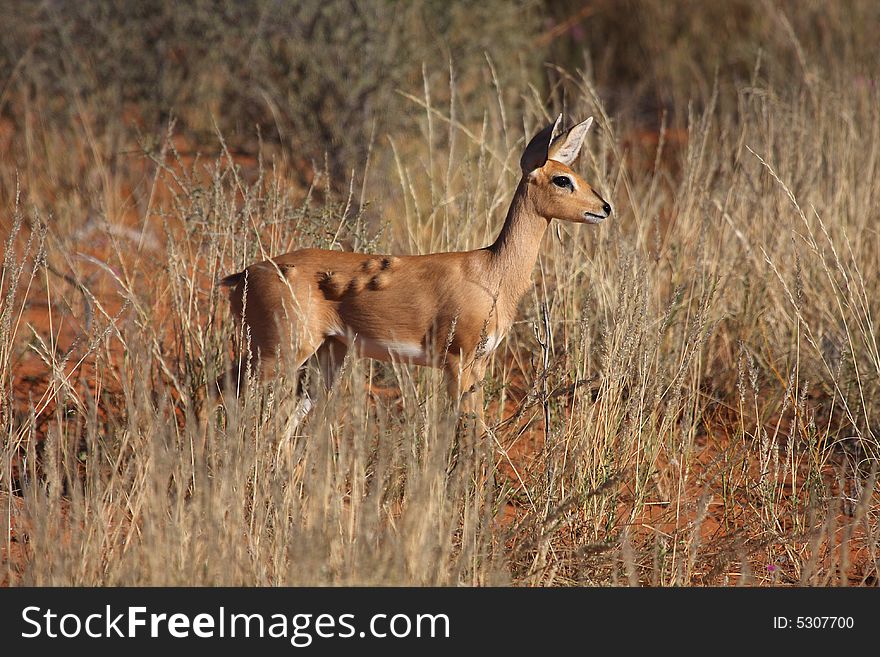 Steenbok that is sick with lumps on side. Steenbok that is sick with lumps on side