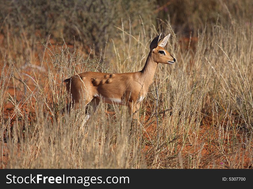 Steenbok Lumps