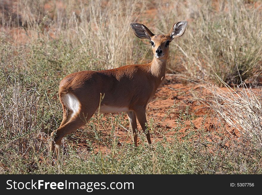 Steenbok standing frozen scared standing in short grass