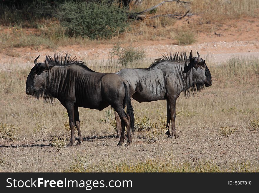 Two blue wildebeest standing back to back. Two blue wildebeest standing back to back
