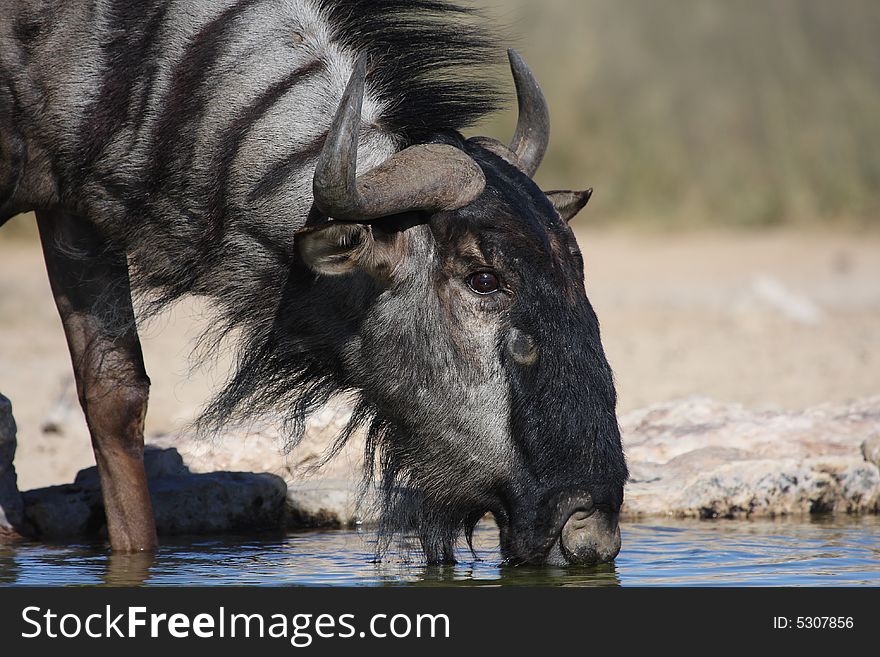 Blue wildebeest drinking water in Kalahari close-up