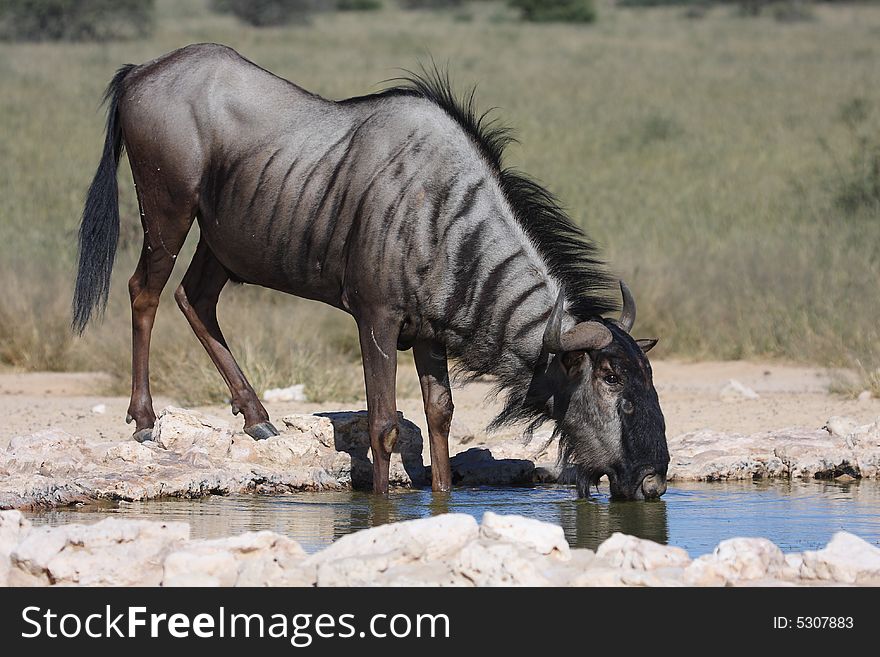 Blue wildebeest drinking water in the kalahari desert