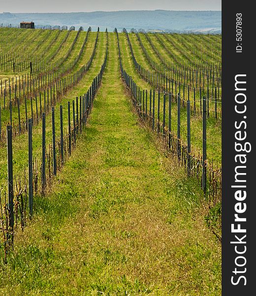 Vineyards landscape panorama lines pattern