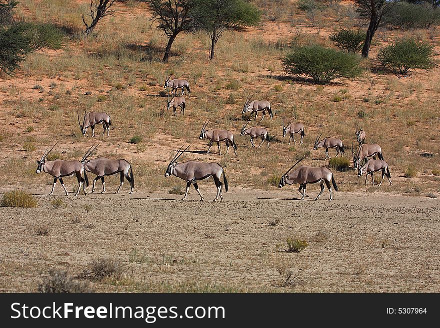 Gemsbok herd on red dune in the Kalahari