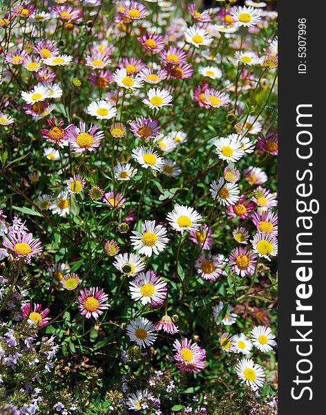 A moltitude of white and pink daisies