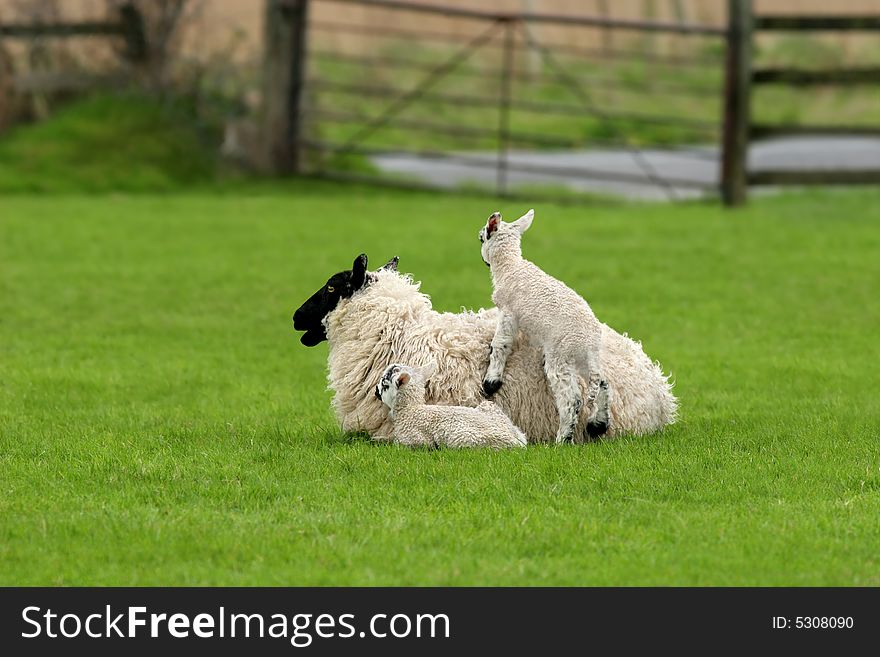 Spring scene of a female sheep in a field with two lambs, one sitting next to her and the other climbing on top of her.  Gate and fence out of focus to the rear. Spring scene of a female sheep in a field with two lambs, one sitting next to her and the other climbing on top of her.  Gate and fence out of focus to the rear.