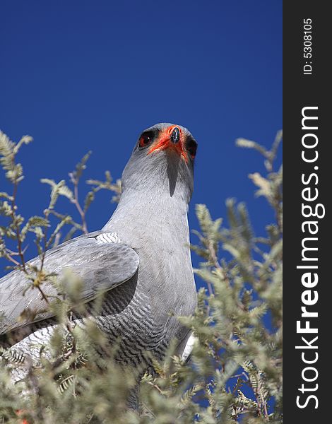 Pale chanting goshawk close-up in tree top