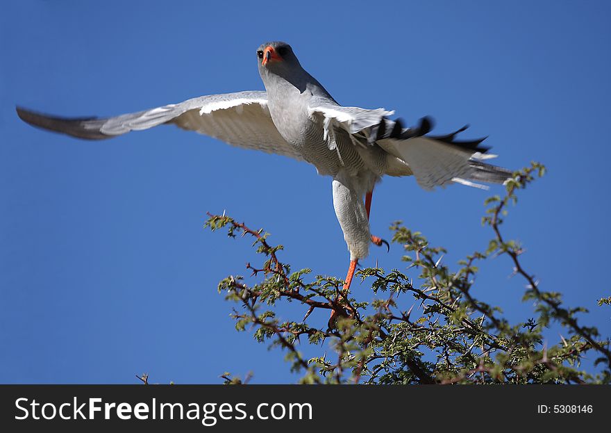 Pale chanting goshawk take-off from tree top