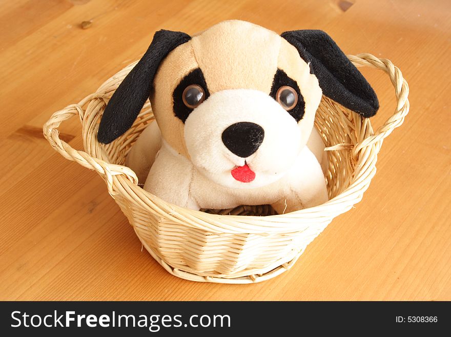 Little fluffy dog on a small basket. Little fluffy dog on a small basket