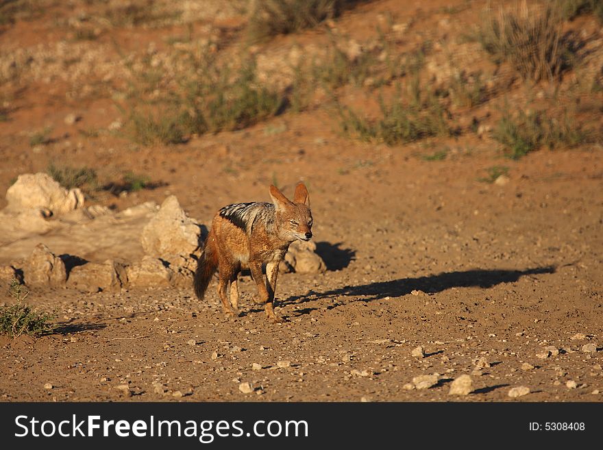 Jackal jogging away from water hole in the Kalahari. Jackal jogging away from water hole in the Kalahari