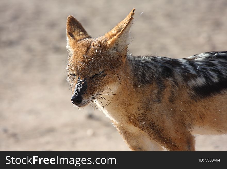 Jackal with spider webs on face closing eyes. Jackal with spider webs on face closing eyes