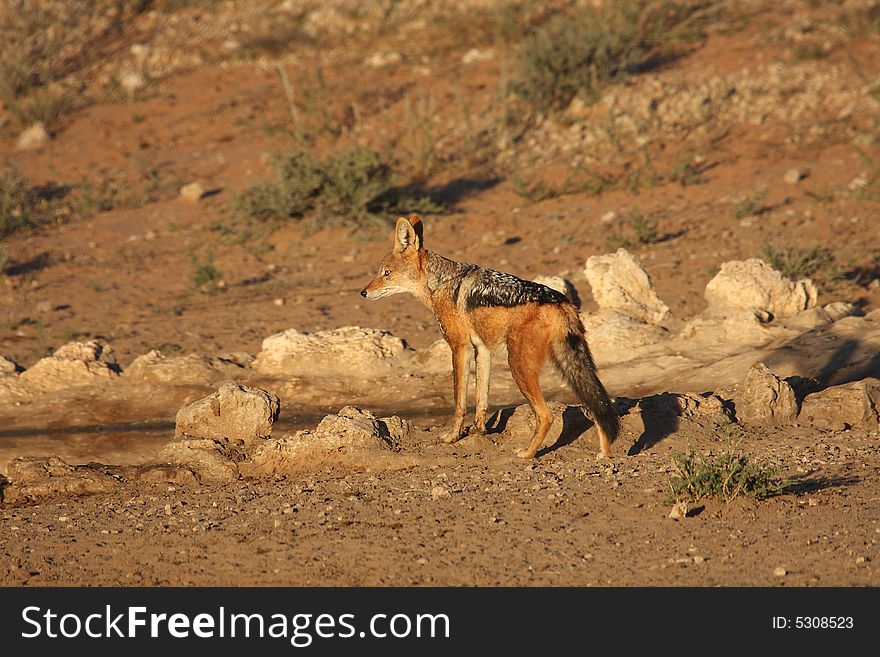 Jackal at waterhole in the Kalahari desert. Jackal at waterhole in the Kalahari desert