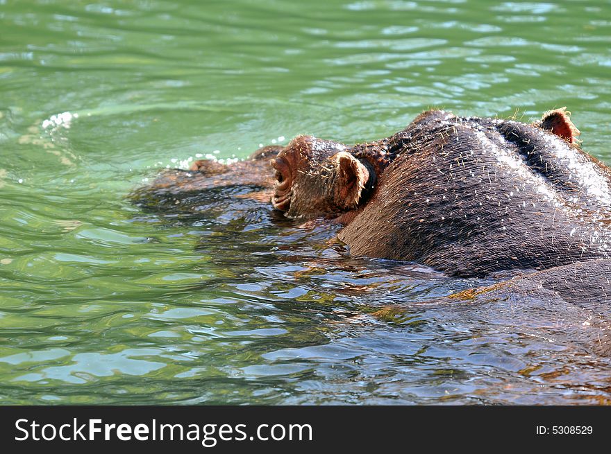 Photo of a hippopotamus in buenos aires zoo. Photo of a hippopotamus in buenos aires zoo