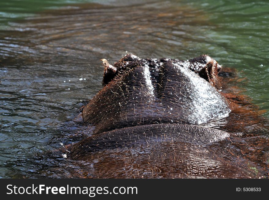 Photo of a hippopotamus in buenos aires zoo. Photo of a hippopotamus in buenos aires zoo