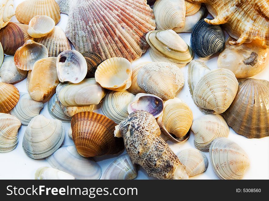 Different small cockleshells on a white background. Different small cockleshells on a white background