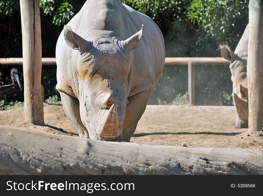 Rare White Rhinoceros