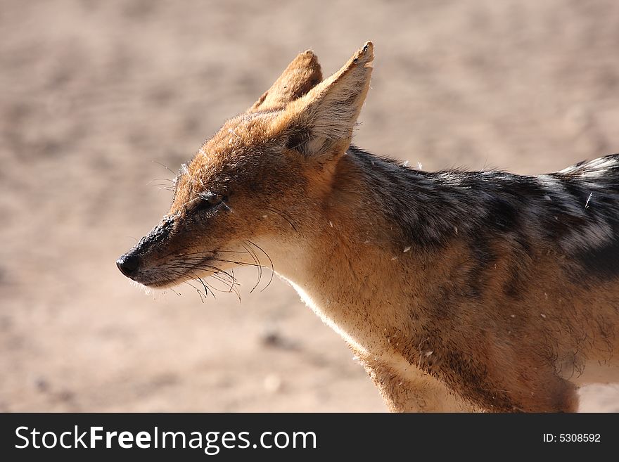 Jackal with spider webs over face looking sorry. Jackal with spider webs over face looking sorry