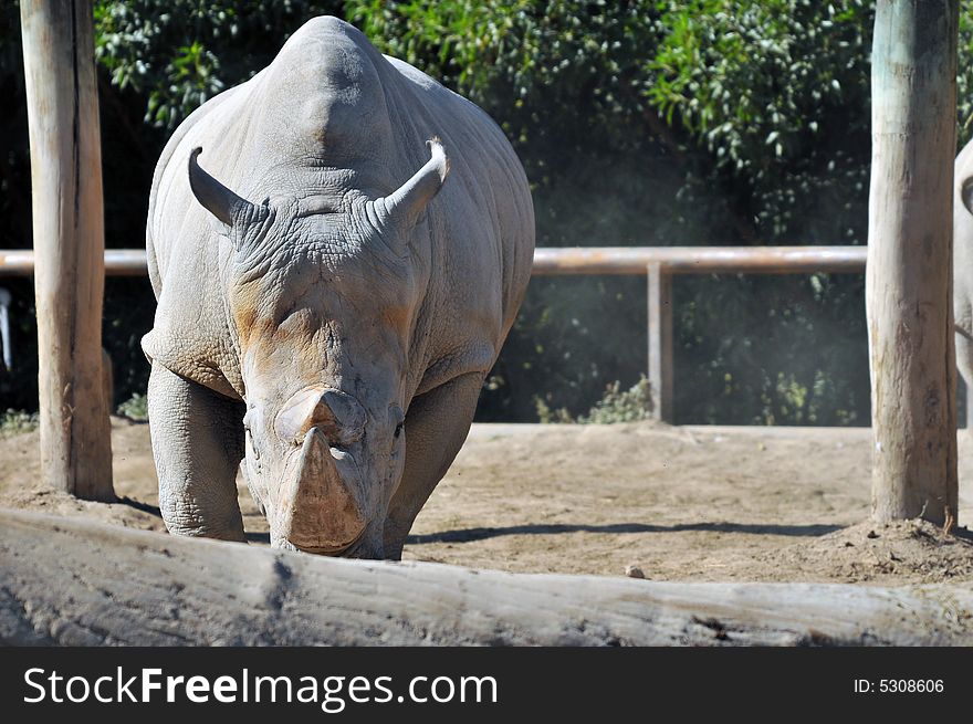 Photo of a rare white Rhinoceros taken in buenosaires zoo argentina