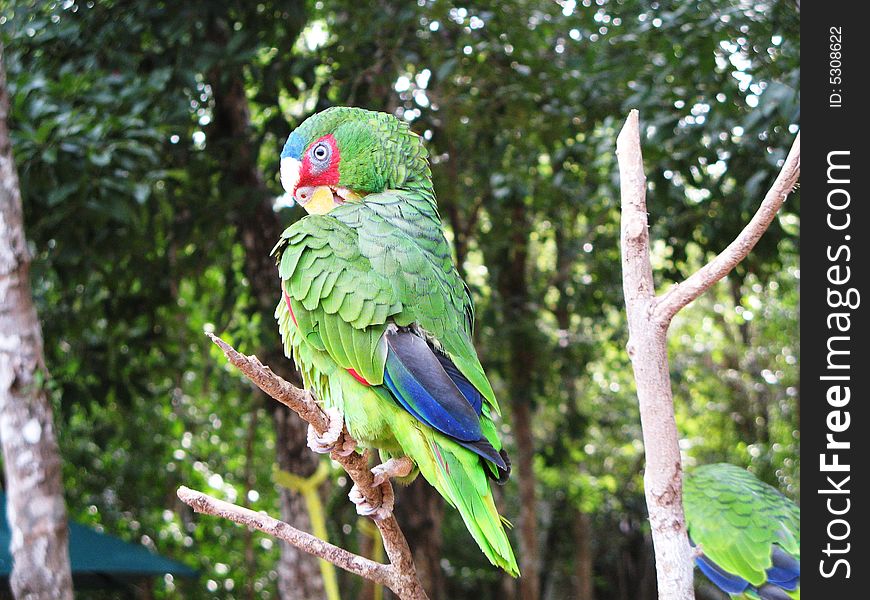Brightly coloured parrot sitting in a tree