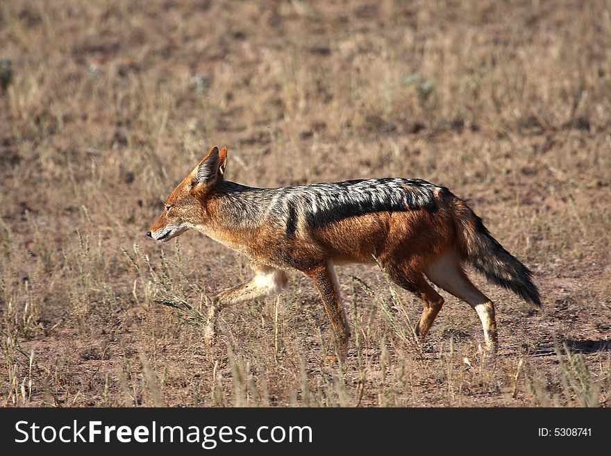 Black backed jackal running through short grass in Kalahari. Black backed jackal running through short grass in Kalahari