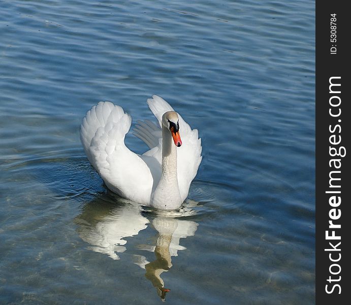White swan on the blue lakes water