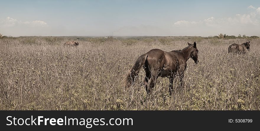 Panoramic view of field with wild horses. Panoramic view of field with wild horses