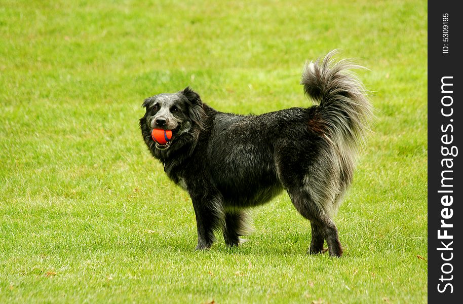 A Black dog with ball in its mouth