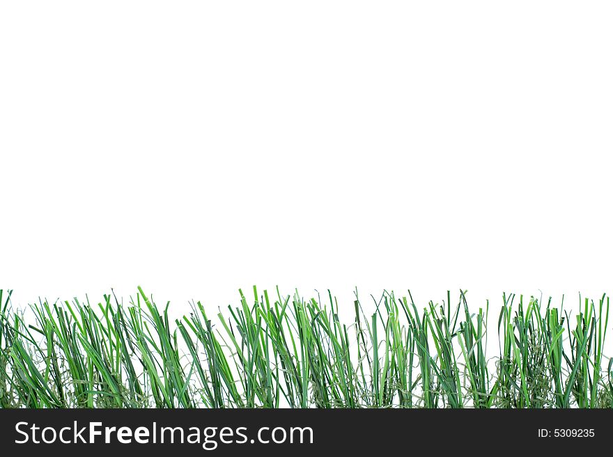 Low green grass over a white background