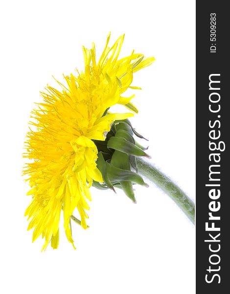 Dandelion`s yellow flower with pedicle, isolated on white. Dandelion`s yellow flower with pedicle, isolated on white