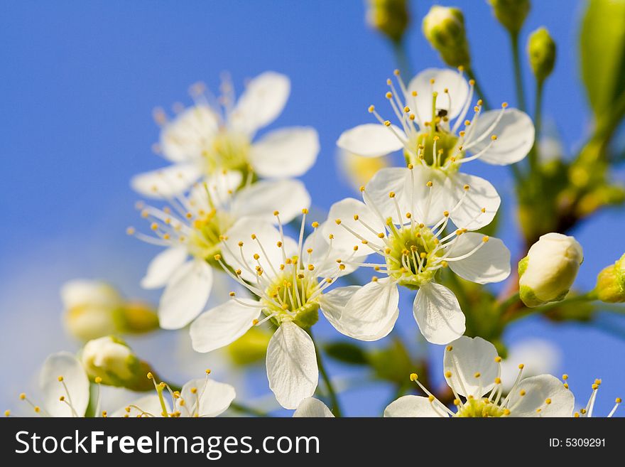 Macro of blossoming cherry tree on blue sky background. Macro of blossoming cherry tree on blue sky background