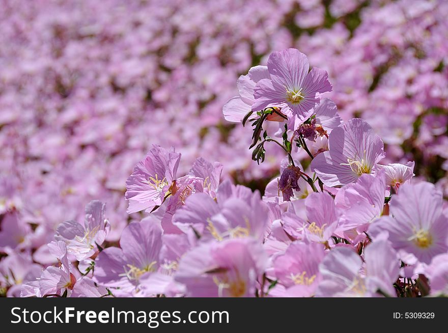 Pink flowerbed in spring in southern california