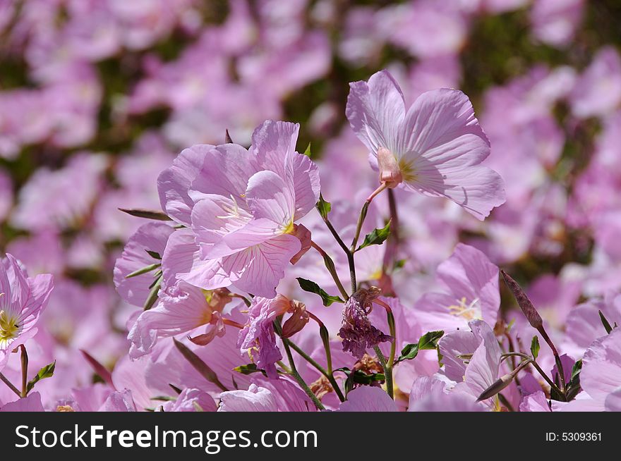 Pink flowerbed in spring in southern california