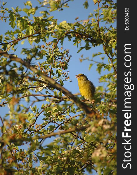 Finch singing in a tree