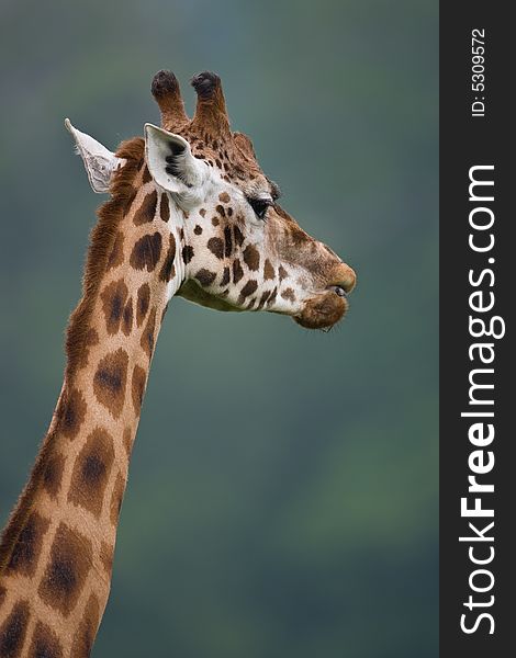 Close up of African giraffe