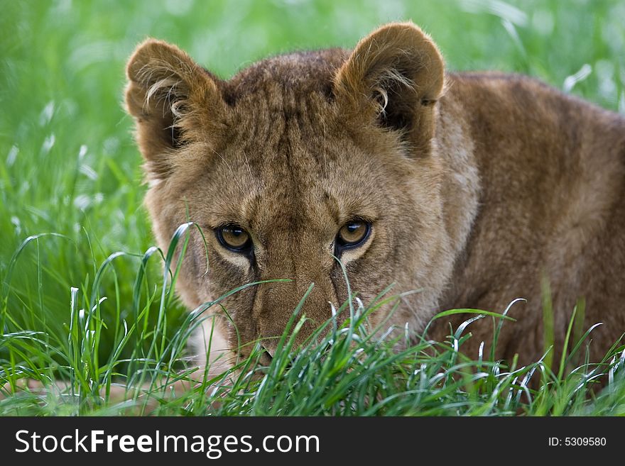 Lion stalking in the grass. Lion stalking in the grass