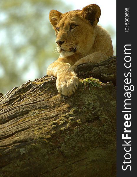 Lion cub resting on top of a tree