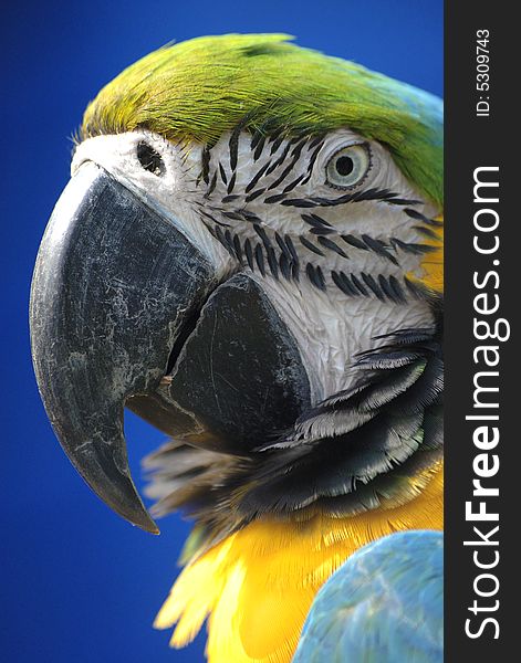 Potrait of a blue and yellow macaw