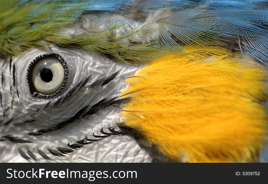 Abstract image of a blue and yellow macaw