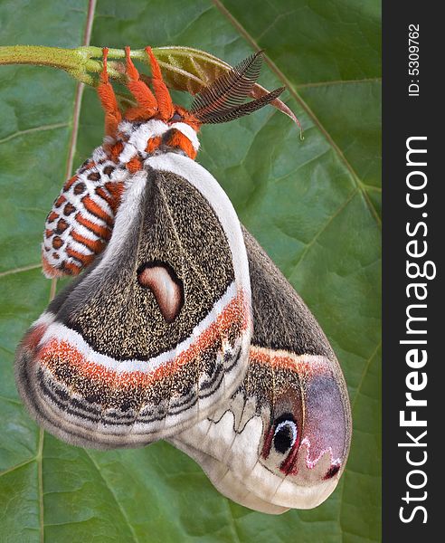 A cecropia moth is sitting on a maple branch in front of a huge maple leaf. A cecropia moth is sitting on a maple branch in front of a huge maple leaf.