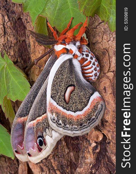 A cecropia moth is resting on on a vine covered tree. A cecropia moth is resting on on a vine covered tree.