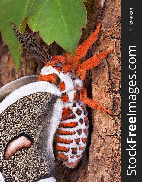 A cecropia moth is resting on a tree. A cecropia moth is resting on a tree.