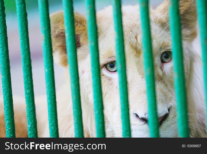 The lion in a cage and watching  you in the zoo. The lion in a cage and watching  you in the zoo.