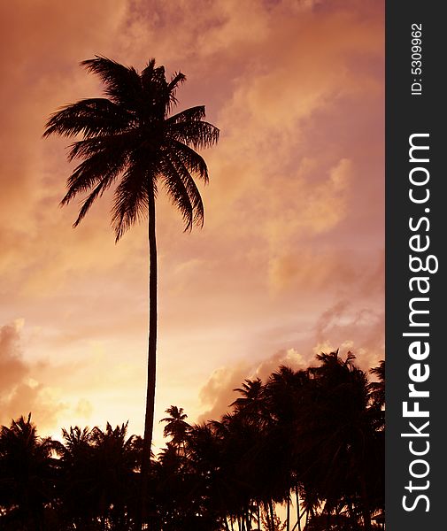 Tropical palm tree silhouette with sunset. Tropical palm tree silhouette with sunset.