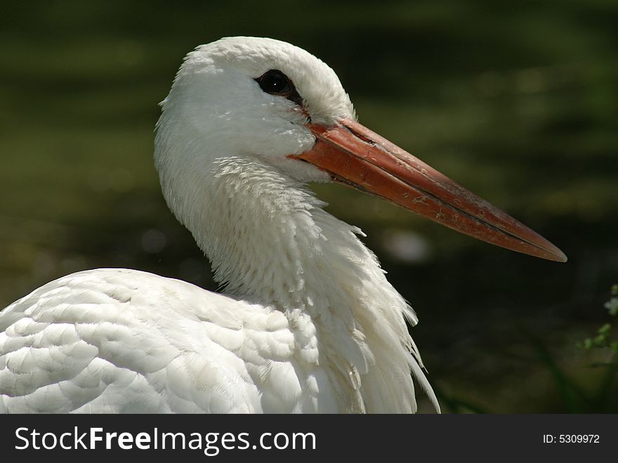 Portrait of white stork against riverside